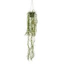 Gerviplanta hengi Hoya Emerald 80cm
