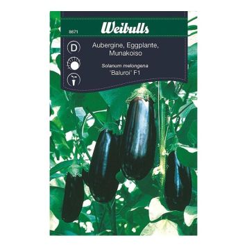 Eggaldin fræ Weibulls Solanum melongena