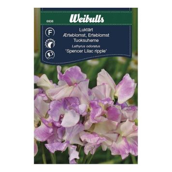 Ilmertur 'Lilac Ripple' fræ Weibulls Lathyrus odoratus