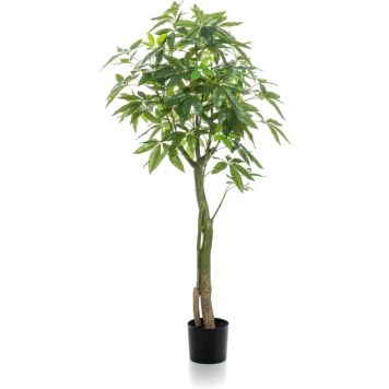 Gerviplanta Pachira Emerald 150 cm