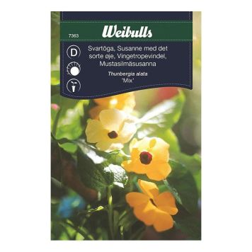 Súsönnur blanda Weibulls Thunbergia alata