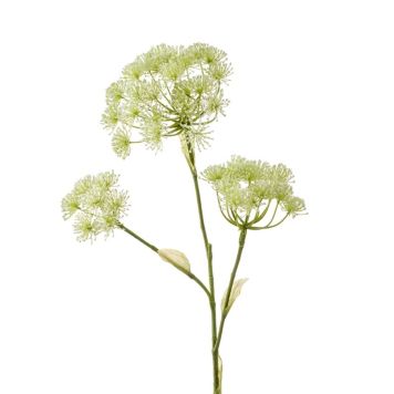 Gerviplanta Heracleum Emerald 105cm
