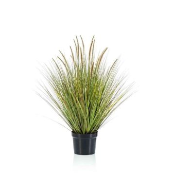 Gerviplanta gras Emerald 99cm