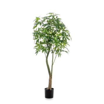 Gerviplanta Pachira Emerald 180cm