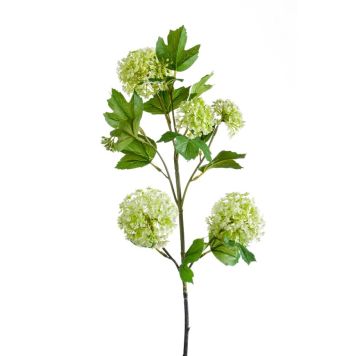 Gerviplanta Viburnum Emerald 75cm græn