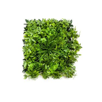 Gerviplanta motta Schefflera Emerald 50x50cm