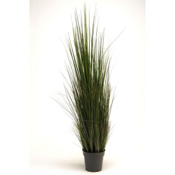Gerviplanta gras Emerald 120cm