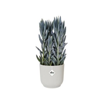 Blómapottur á hjólum Vibes Fold Ø25cm hvítur