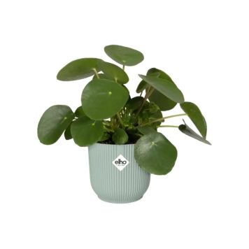 Blómapottur Vibes Fold Round Ø14cm minta