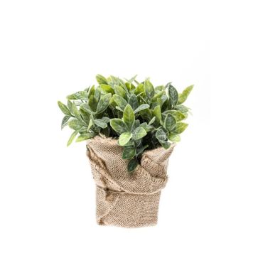 Gerviplanta Mint Emerald 19cm