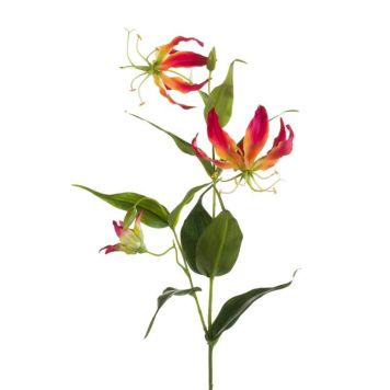 Gerviplanta Gloriosa Emerald 75cm