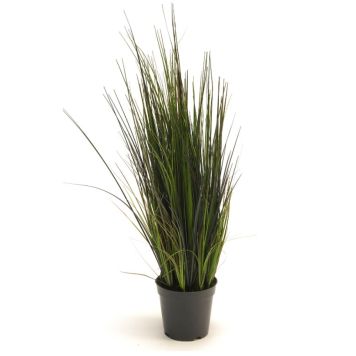 Gerviplanta gras Emerald 60cm