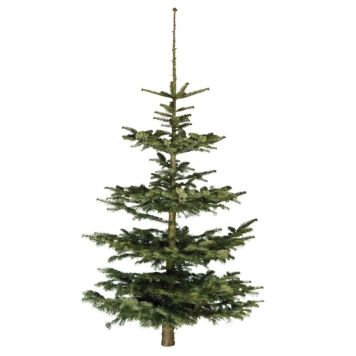 Jólatré nordmannsþinur 150-220 cm gulur miði