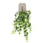 Gerviplanta hengi Efeu Emerald 70cm græn og hvít