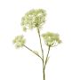 Gerviplanta Heracleum Emerald 105cm