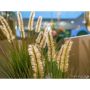 Gerviplanta gras Emerald 99cm