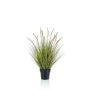 Gerviplanta gras Emerald 58cm