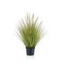 Gerviplanta gras Emerald 99cm