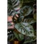 Gerviplanta Monstera monkey bush Emerald 43cm