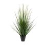 Gerviplanta gras Alopecurus Emerald 120cm