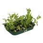 Gróðurbakki Green Basic Grow Tray M grænn