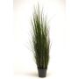 Gerviplanta gras Emerald 120cm