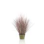 Gerviplanta Pennisetum Emerald 99cm