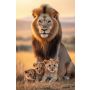 Hljóðvistarmynd ljón með hvolpa 800x1220x20 mm InEx