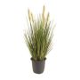 Gerviplanta gras í potti Emerald 45cm