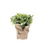 Gerviplanta Mint Emerald 19cm