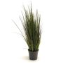 Gerviplanta gras Emerald 60cm