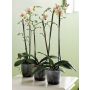 Orkideupottur Brussels Orchid Ø13cm glær