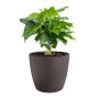 Blómapottur Coffee Ø18cm brúnn